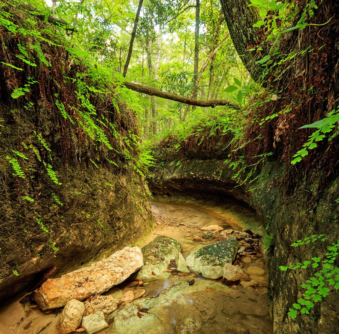 Narrow wooded ravine with rocky walls, shallow creek, and green foliage