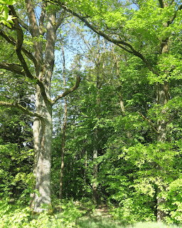 Green Forest Trees