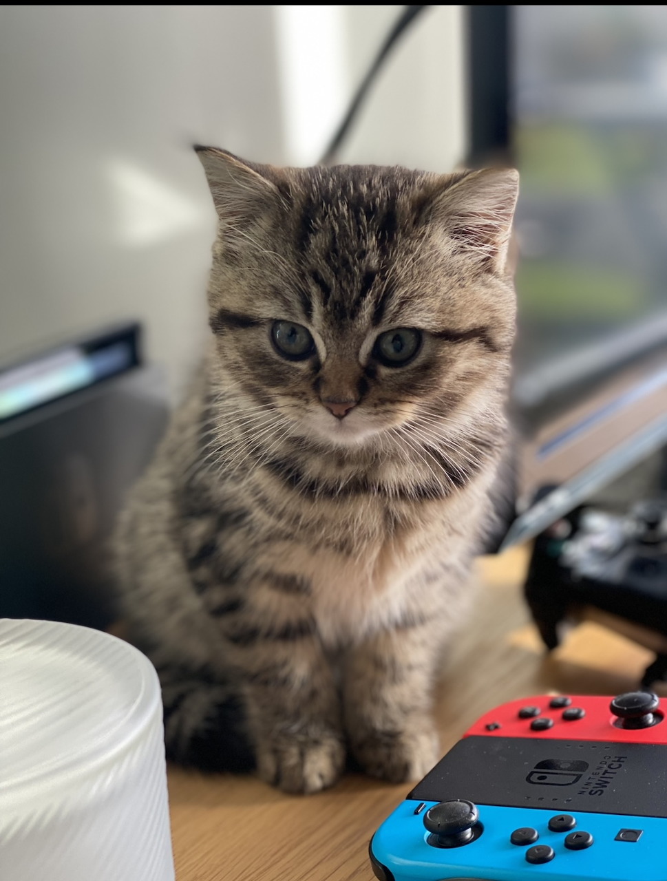 Gray tabby kitten sitting on desk beside gaming controller