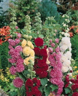 Tall colorful hollyhock flowers in pink, red, yellow and white bloming in a garden