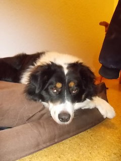 Black and white border collie dog lying on brown cushion looking at camera