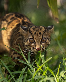 Clouded Leopard in Jungle