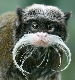 Close-up portrait of a bearded emperor tamarin with a long white moustache