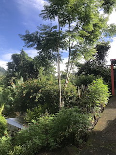 Lush tropical garden with tall trees and dense green vegetation under blue sky