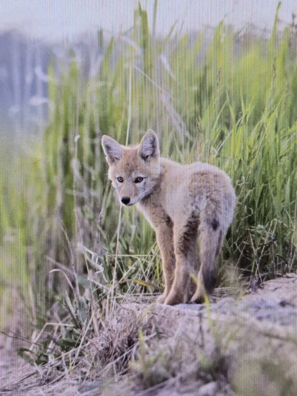 Young coyote pup standing in tall grass with rocks, looking at camera