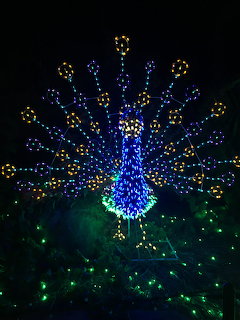 Glowing peacock light sculpture with blue body and radiating multicolored tail feathers at night