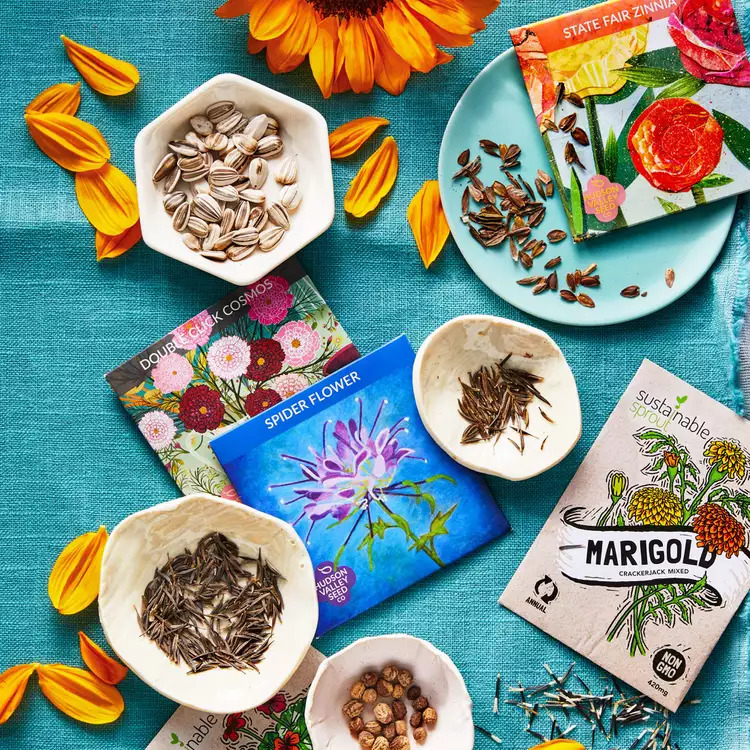 Flatlay of flower seed packets, bowls of seeds, and orange petals on a blue background