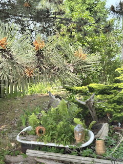 Old white bathtub used as a planter filled with ferns and plants in a lush garden with pine trees