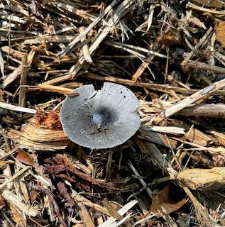 Grey-capped toadstool mushroom growing among dried wood chips and straw