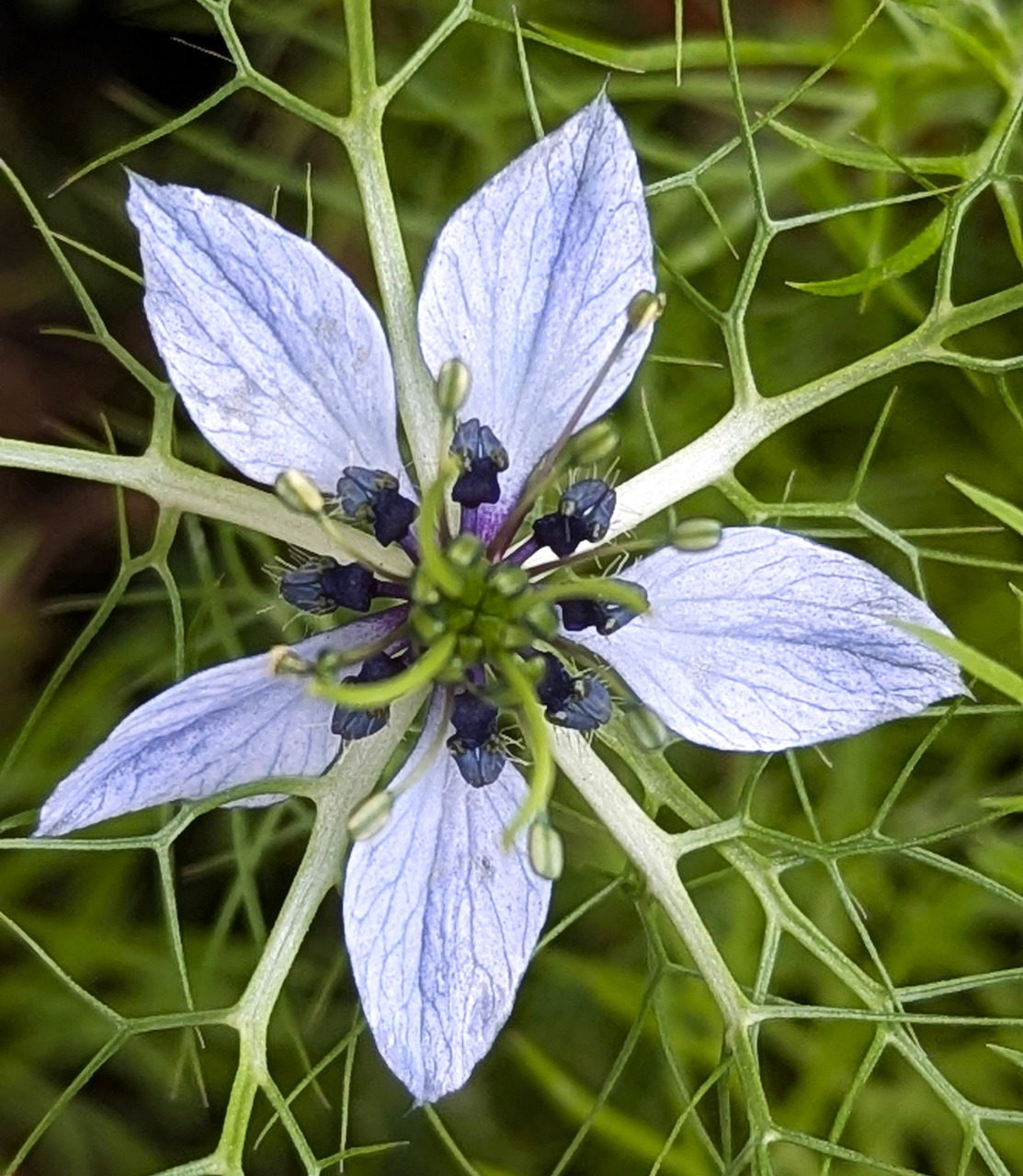 Close-up of a pale blue nigella flower with veined petals and dark center stamens against green foliage