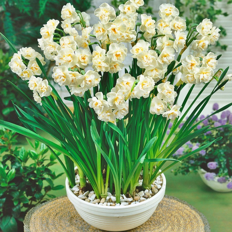 Potted white daffodil flowers with green leaves on a woven mat outdoors
