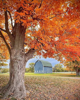 Large tree with orange autumn leaves framing a blue barn in a field with fallen leaves