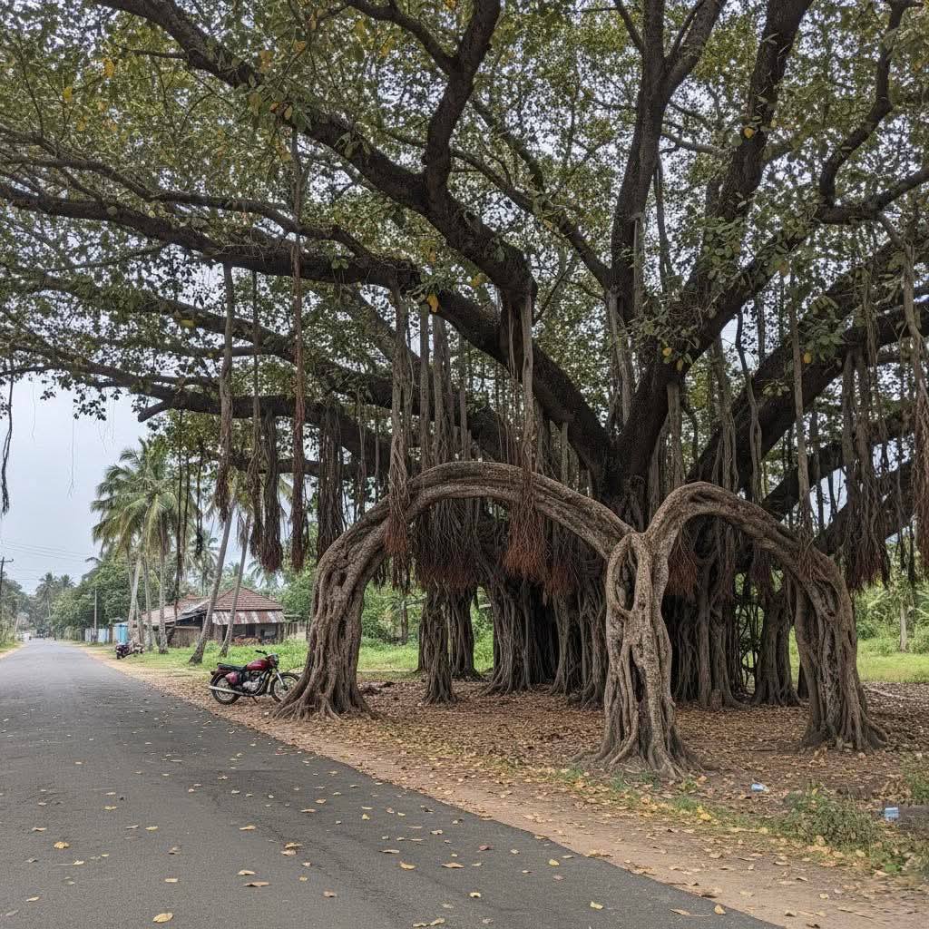 Large banyan trees with hanging aerial roots beside a quiet road