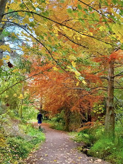 Person walking on autumn path surrounded by colorful fall trees in yellow, orange and green