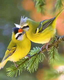 Two flamecrest birds with yellow and green plumage perched on a pine branch, one feeding the other