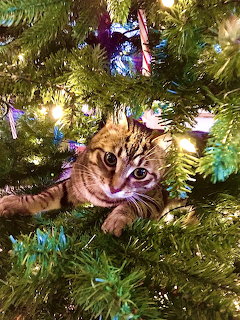 Tabby cat hiding among green Christmas tree branches with colorful lights and ornaments