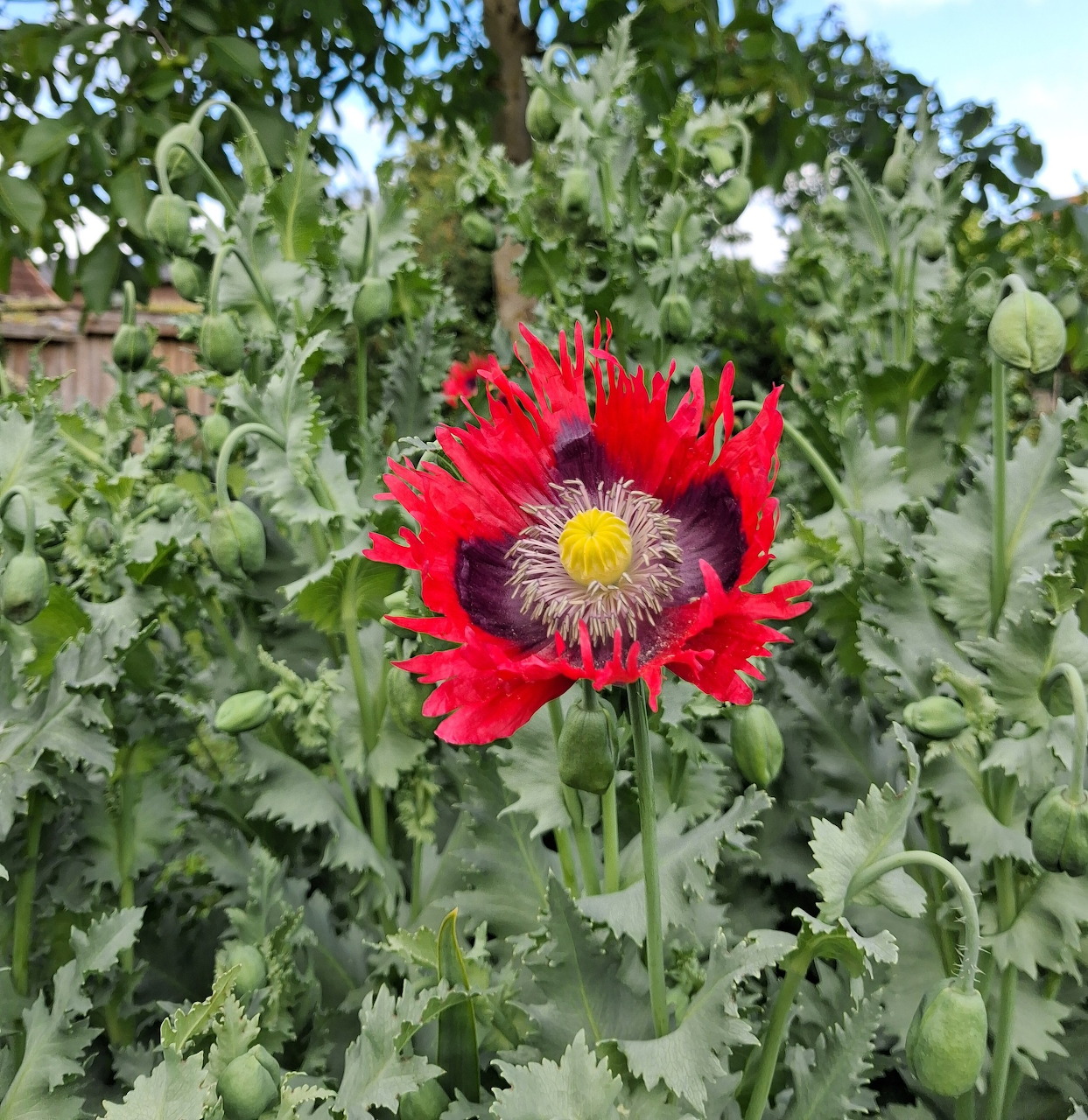 Red Popy in Garden