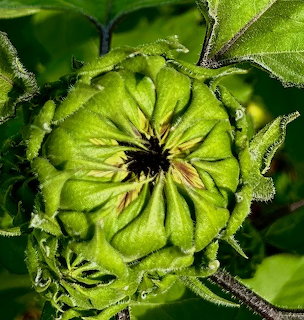 Close-up of a green sunflower bud surrounded by leaves