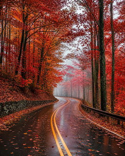 Autumn Road Through Forest