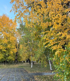 Autumn Birch Trees Path