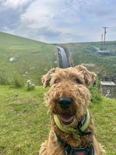 Smiling Airedale Terrier dog on green hillside with road and sky background