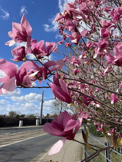 Pink magnolia flowers blooming against blue sky with clouds