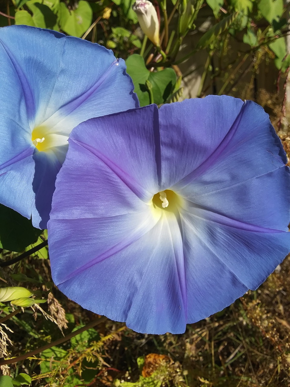 Two blue morning glory flowers with white centers blooming outdoors