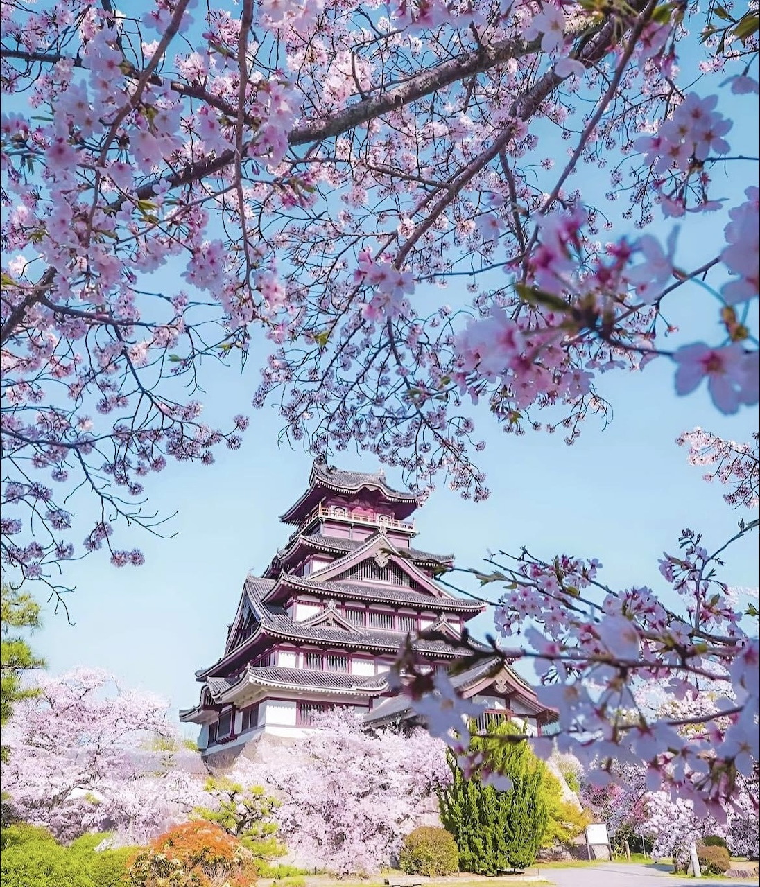 Japanese castle with pink cherry blossoms in foreground against blue sky