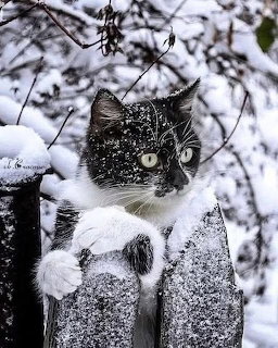 Cat in Snow