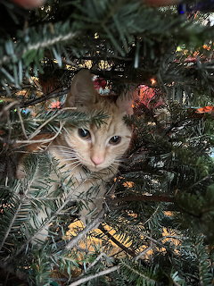 Orange tabby cat hiding among the branches of a decorated Christmas tree with lights