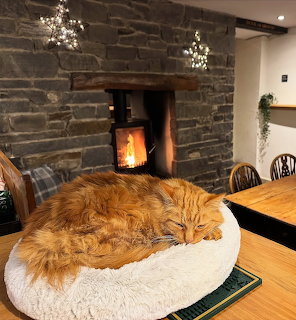 Orange tabby cat curled up asleep on white cushion in cozy pub with lit fireplace
