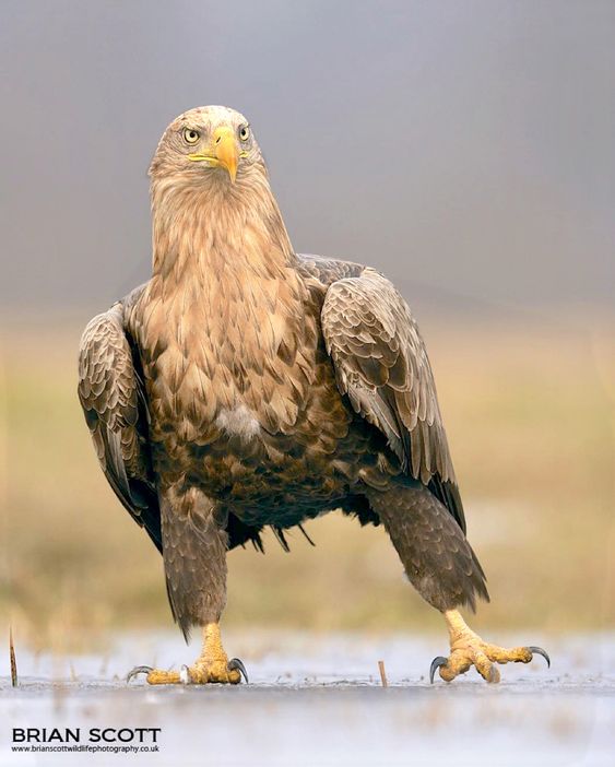 Golden eagle standing on ice with wings slightly spread