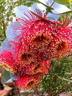Close-up of red eucalyptus flowers with radiating stamens and yellow tips among green leaves