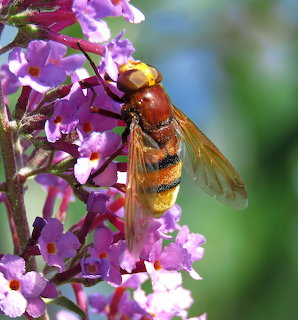 Wasp with orange and black stripes on purple flower cluster