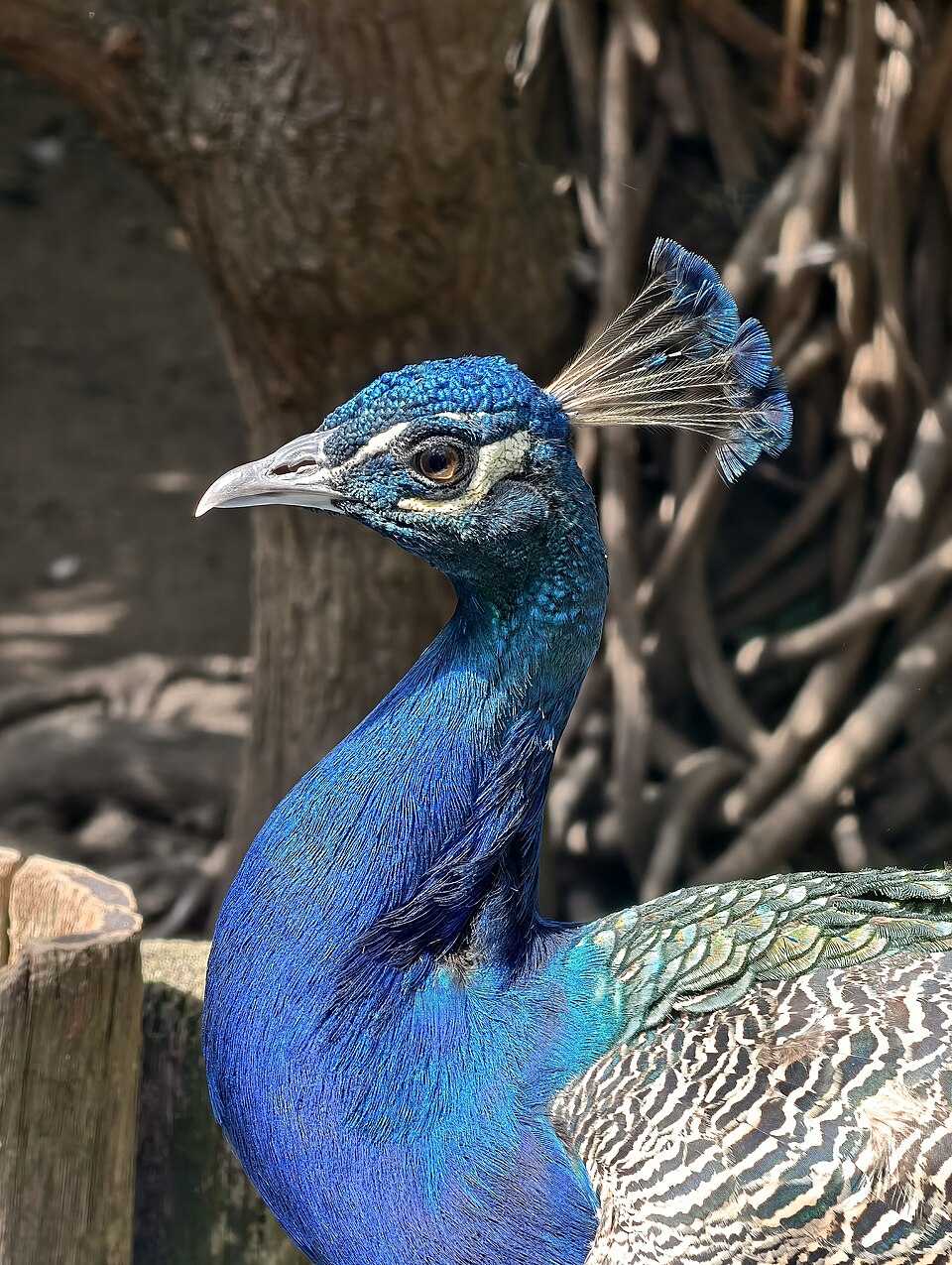 Close-up of an Indian peacock with vivid blue iridescent feathers and a feathered crown crest