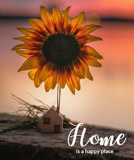Sunflower and small wooden house on a stone ledge at sunset by a lake