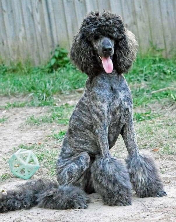 Brindle standard poodle sitting outdoors with tongue out near a ball