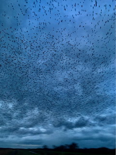 Large flock of starlings flying across a dark cloudy evening sky