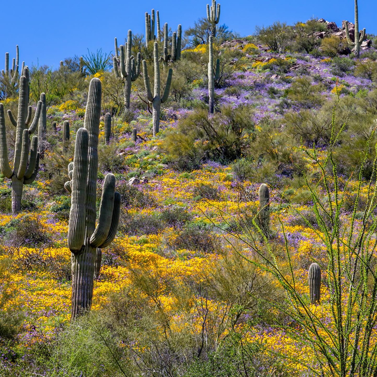 Saguaro cacti on an Arizona desert hillside with yellow and purple wildflowers