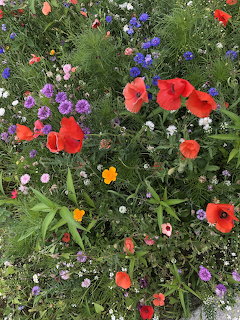 Red poppies and purple wildflowers in a lush alpine meadow with mountain backdrop