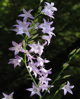Cluster of pale purple rampion bellflowers on a green stem with dark foliage background