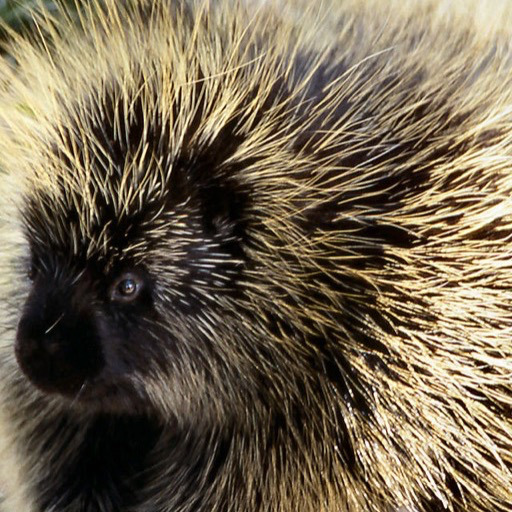 Close-up of a porcupine with distinctive black and tan quills radiating from its body, small dark eye visible
