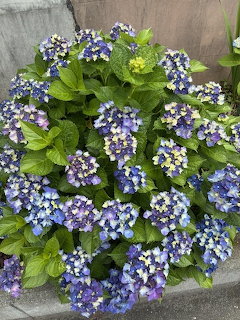 Blue Hydrangea Blooms