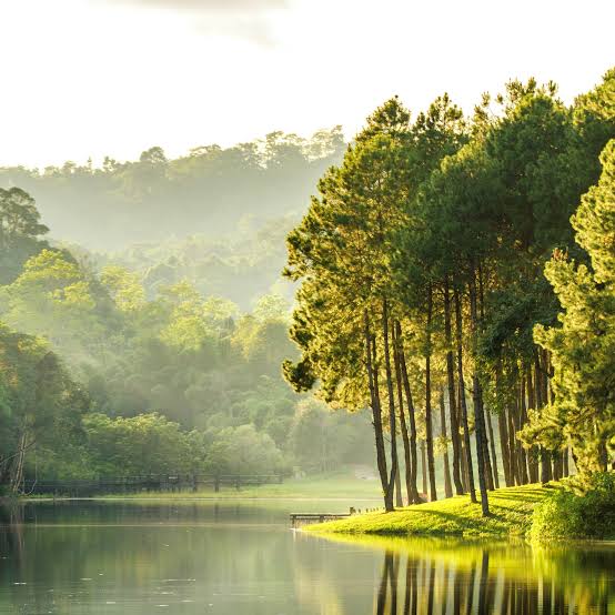 Tranquil lake with pine trees on shore and misty hills under morning sunlight