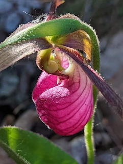 Close-up of a pink lady slipper orchid with magenta petals and fuzzy green stem in natural setting