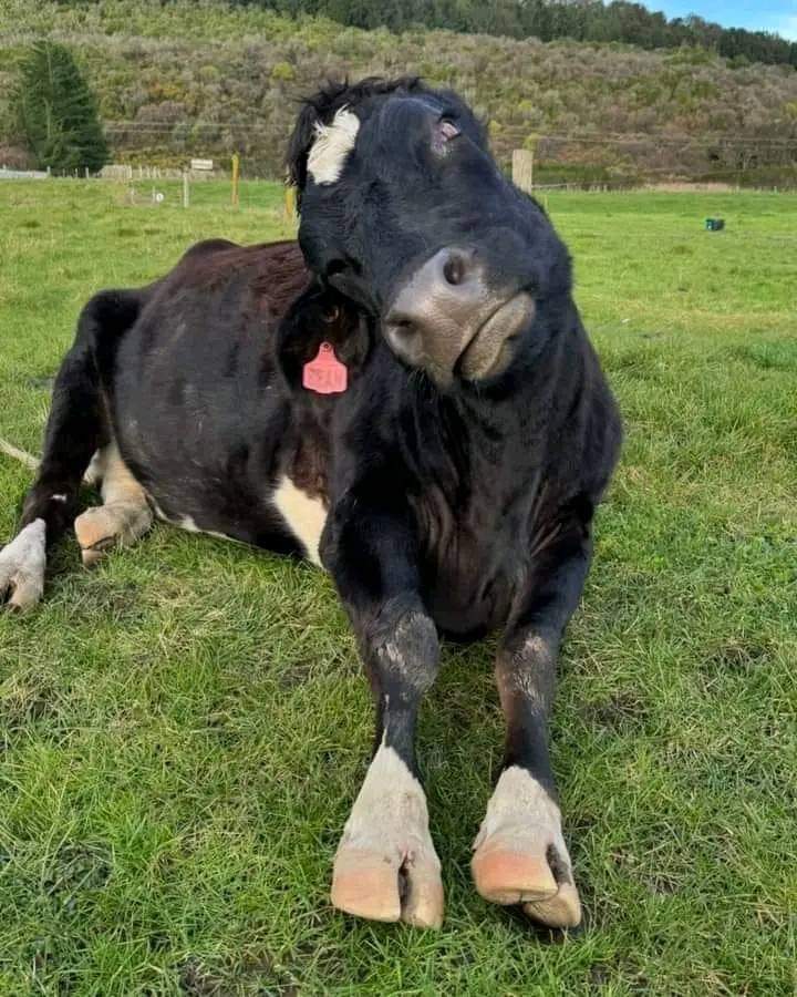 Black Cow in Wooden Clogs