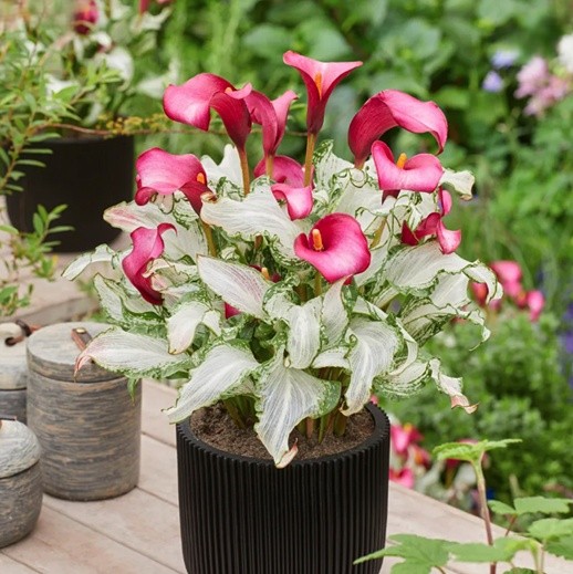 Potted pink calla lilies with variegated leaves on a patio table in a garden