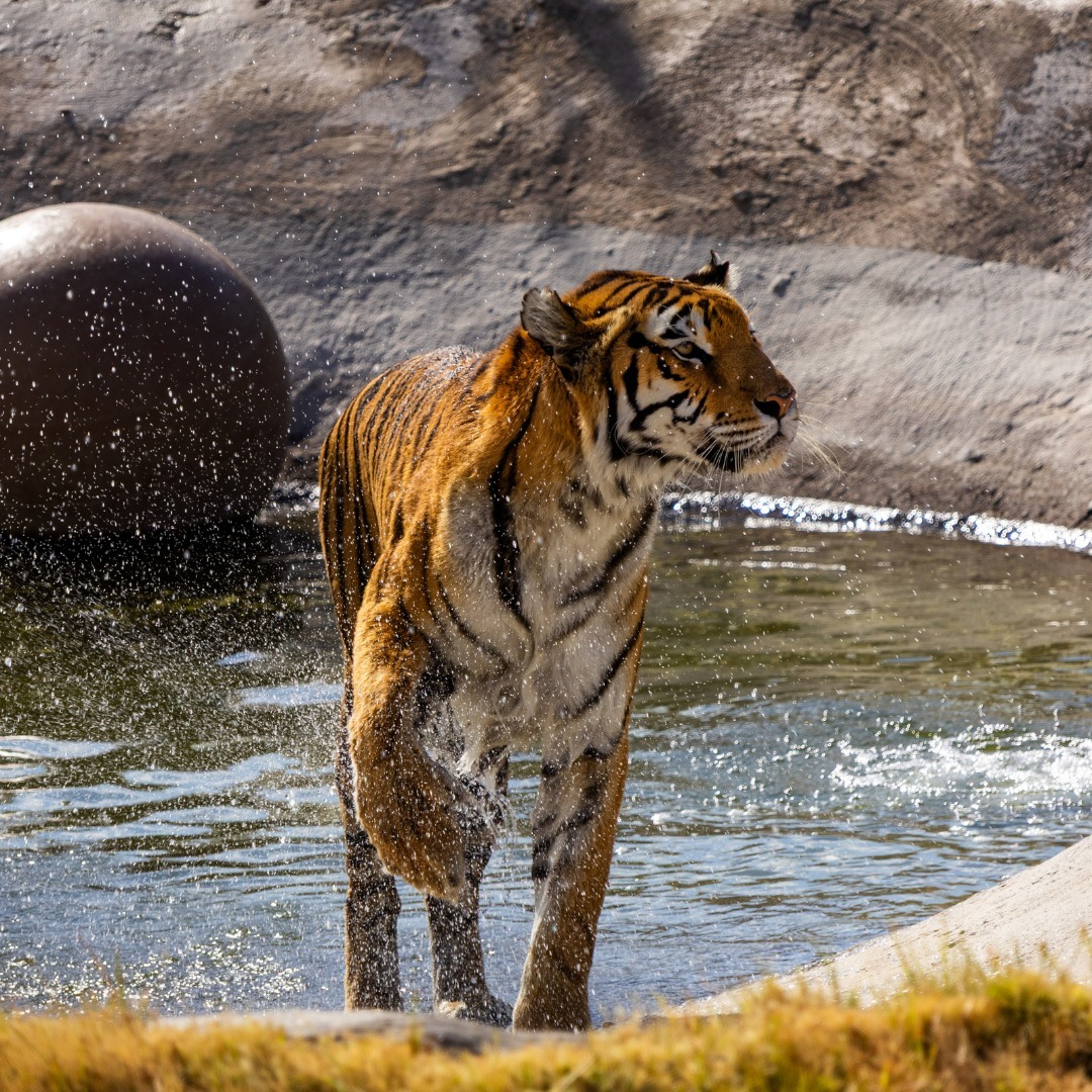 Tiger standing in shallow water beside rocks in an enclosure