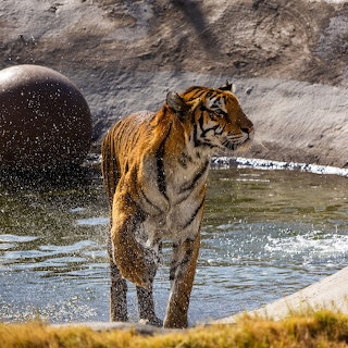 Tigress Jade