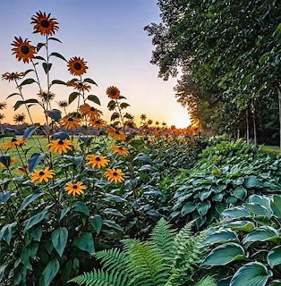 Yellow flowers in a lush garden with ferns, leafy plants, and trees at sunset